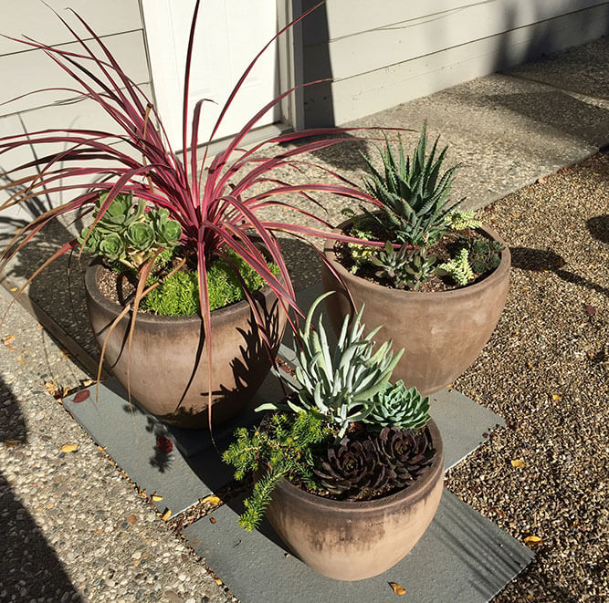 Garden landscape design utilizing pots planted with unique succulents and drought tolerant plants by Urban Garden Studio Urban Garden Studio, garden landscape design, desert landscape design, Succulent planters, landscapes, live plants, planters, landscaping, succulents, succulent arrangements, succulent garden, cactus, cacti,