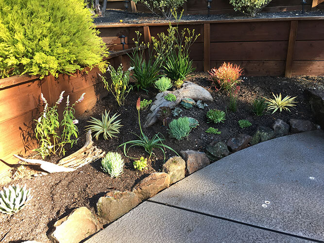 Garden landscape design utilizing driftwood, succulents and drought tolerant plants by Urban Garden Studio. Urban Garden Studio, desert landscape design, garden landscape design, Succulent planters, landscapes, live plants, planters, landscaping, succulents, succulent arrangements, succulent garden, cactus, cacti