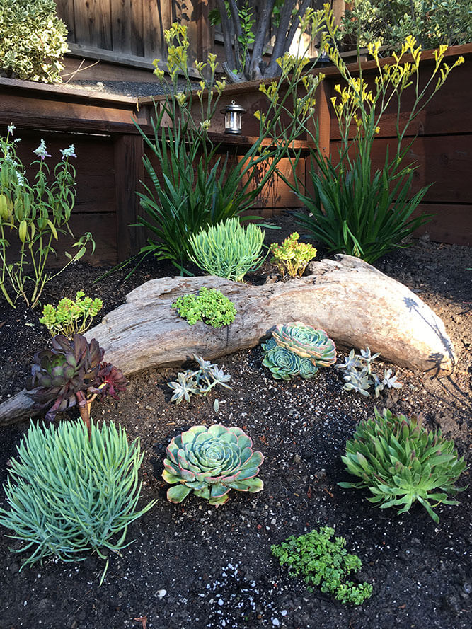 Garden landscape design utilizing driftwood, succulents and drought tolerant plants Urban garden studio, Garden landscape design, Succulent planters, landscapes, live plants, planters, landscaping, succulents, succulent arrangements, succulent garden, cactus, cacti,