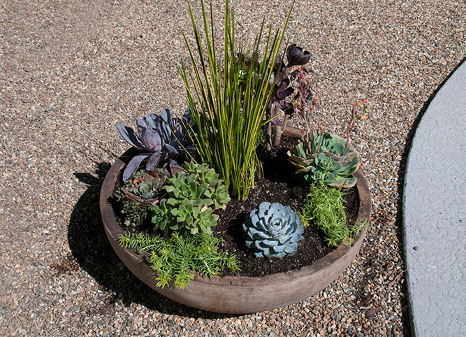 Garden landscape design planted with unique succulents and drought tolerant plants by Urban Garden Studio Urban garden studio, desert landscape design, Succulent planters, landscapes, live plants, planters, landscaping, succulents, succulent arrangements, succulent garden, cactus, cacti,