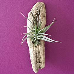 Driftwood airplant rusted tools, rustic ax handle, succulent holder, succulent planter, rustic decor