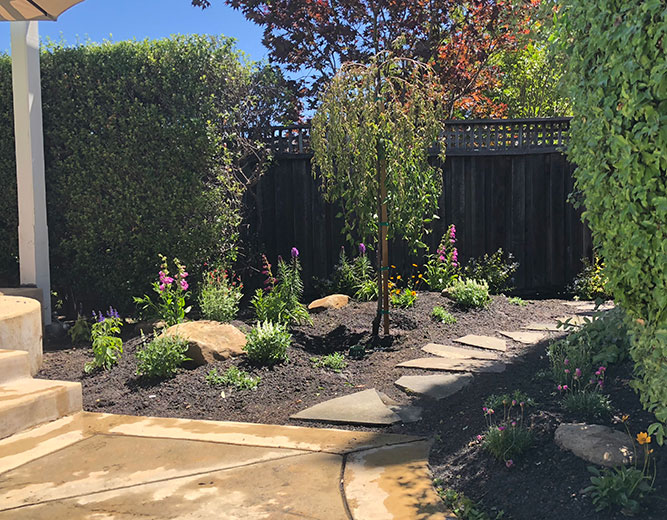 Landscape design utilizing shade plants landscapes, live plants, planters, landscaping, succulents, succulent arrangements, succulent garden, cactus, cacti, shade garden, perennials, annuals, garden plants